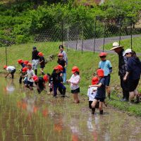 ３・４年生　田植え