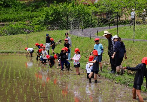 ３・４年生　田植え