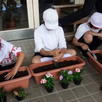 保護中: 学校をきれいに飾る！　花ボランティアの方による寄せ植え活動