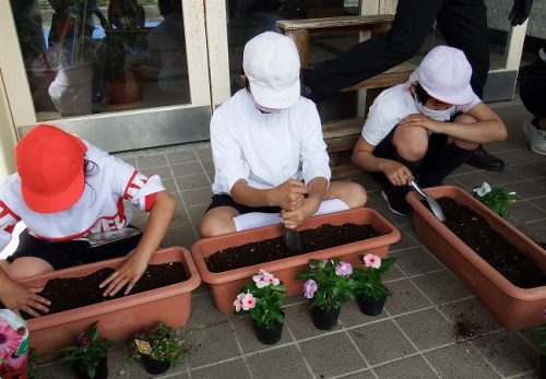 保護中: 学校をきれいに飾る！　花ボランティアの方による寄せ植え活動