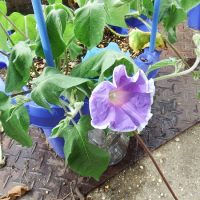 保護中: きれいな花が咲いたよ！